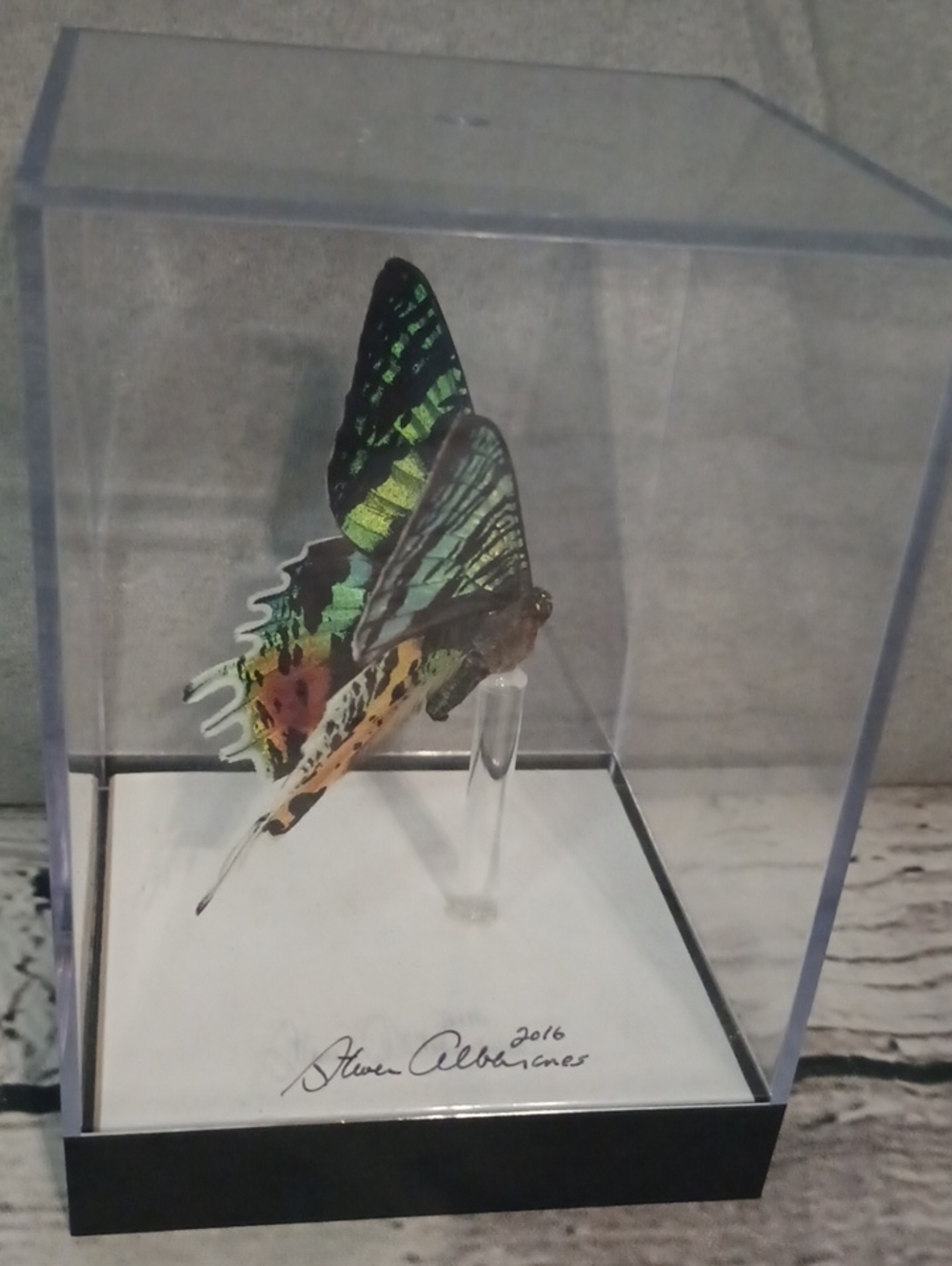 Butterfly Gallery Steve Alberanes Mounted Madagascar Sunset Moth 4*5 Box - Picture 2 of 7